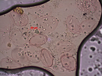 ISEM 2/Azorella_selago_14516/Azorella_selago_14516_0001(copy)_thumb.jpg